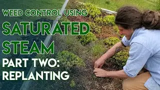 Green Roof Weed Control Using Saturated Steam - Part Two: Replanting