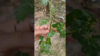 தூதுவளை