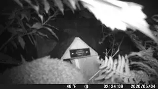 Harry's Hedgehog Cam - First Visitors