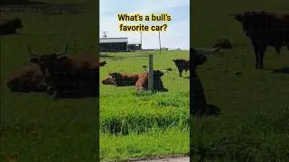 bull jokes #dadjokes #animaljokes