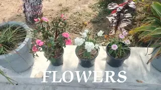 Flowers 