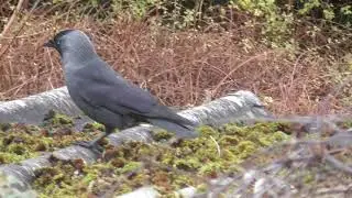 Jackdaw Crow close up in Cambridge UK 16feb 2021 228p