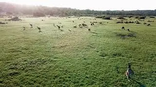 Roo's at Thomsons Lake