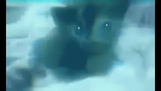 underwater dinky dinky cat