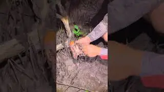 Primitive life, Simple life,Food Life, EP12,#fypage,#catchingfish, #fishing,#handfishing,