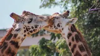 La Aurora Zoo in Guatemala City, Guatemala
