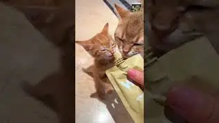 Cat and Dog Love Story  Cutest Pets Ever #catlaughs #comedypets #laughwithpets #petcomedy#animallife