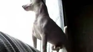 Bandit stands guard