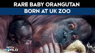UK News | Rare Baby Bornean Orangutan Born At Chester Zoo