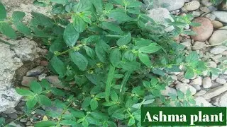 Euphorbia hirta l  Ashma plant l Dove milk l Garden spurge l Hairy spurge l Tawa tawa