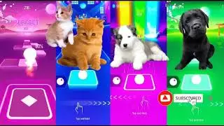 Cats vs Dogs in Tiles Hop! Who will win Tiles Hop EDM rush!