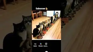 Felix # Chat Exotic #chat #cat #kedi #chaton #kitten  Perroqeet#caiques#mini#per#roquet grisdugabon😻