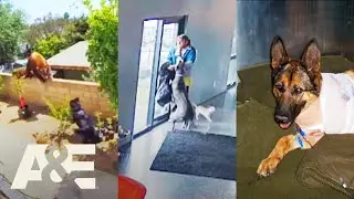 An Animal Saved My Life: BEST Moments of 2025 *Compilation* | A&E