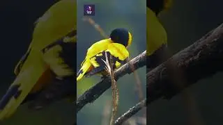 Yellow Bird (Black-hooded Oriole) Calling, Stretching & Preening | Wild Birds Sounds