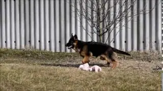 Мальчик Лакшери Штерн ЗЕ ГРЕЙ УАН 4 месяца 03032017