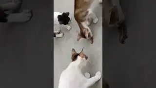#cat #viral #cute #mustwatch #hungery #hunting #huntercat #ego #eating #food #cataura #thuglife #fyp