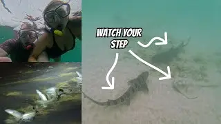 Snorkeling San Diego California | Sharks, Stingrays, Guitarfish, and Grunion
