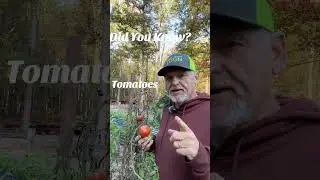 Fun Facts About Tomatoes! #fok