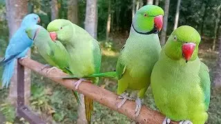 USA Smart Baird Parrot। Ringneck Funny Parrot Video। Green Parrot colour Baird Voice।Talking Parrot।