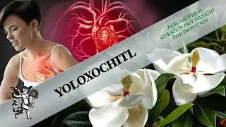 &iquest;MITO O TRADICI&Oacute;N? EL YOLOXOCHITL Y SALUD DEL CORAZ&Oacute;N