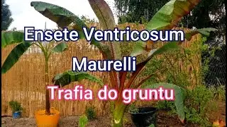 Ensete Ventricosum Maurelli wędruje jako pierwszy do gruntu w ogrodzie.