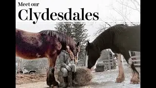 Meet the Clydesdales of Axe & Root Homestead