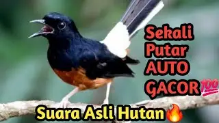 MASTERAN PAGI-PAGI AGAR MURAI GACOR‼️ Murai Batu Harian Auto Bunyi