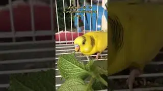 periquito australiano