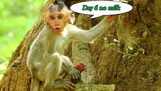 Orphan Dustin start get thin after no mom nearly a week,Dustin very hungry milk try 2 eat some fruit