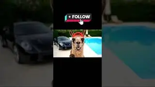 Lama Finanzcoach Rolf 🦙💼