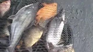 Mancing di sini mata kail ku sampai patah sama ikan besar.
