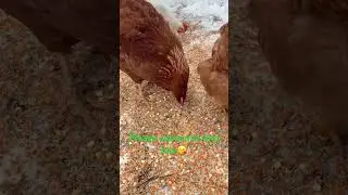 #chicken #singhs #backyardchickens #eggs #cute #fypシ #animals #birds #organic #fypシ゚viral #fypage