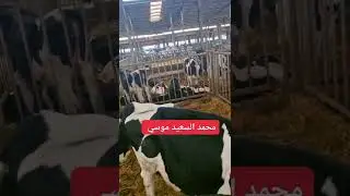 محمد السعيد موسى. وكلام مهم عن الحمى القلاعيه