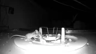 Rodent Ceiling Service Demo Video