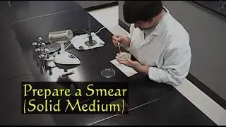 3. Prepare a Smear (Solid Medium)