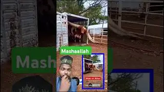 Ali Haider Mera Maula Haider #cow #bull #animals #shortsvideo #youtubeshorts #cowpalace #bullrace