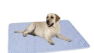 Domestic Delivery Pet Dog Cooling Beds Mat Summer at PawsFamilyLtd with Sylvie Eymin
