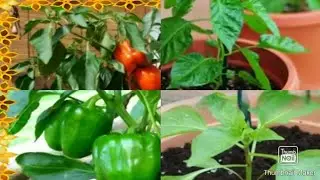plants of k.gowtham