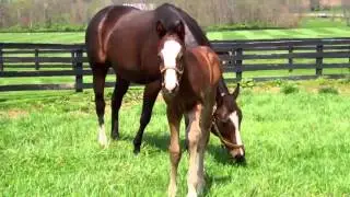 Tiznow - In Secure colt March 30, 2012