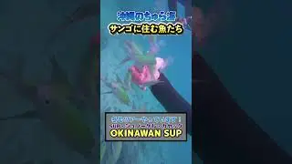 【癒やし動画】指先に集まる大量の魚！沖縄のサンゴが美しすぎた