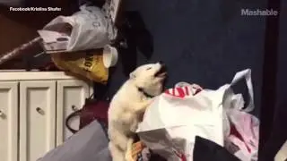 Archer the Pet Fox Has a Very Contagious Laugh
