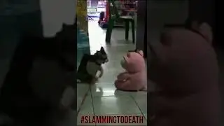 🐱EPIC SLAM CAT BASSDROP!!! #shorts #metalmemes #bassdrop