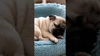 sleeping beauty 🥱😍 aww 💞 very cute 🥰 baby 🍼❤️ #music calm # peace