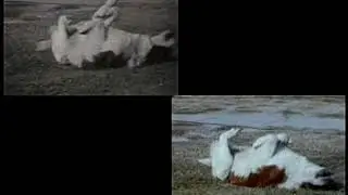 Telecine Versus Wolverine Digital Movie Maker