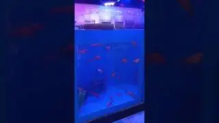 Blue water fish aquarium bhandup east