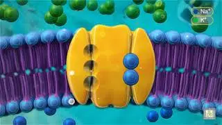Sodium Potassium Pump - animated
