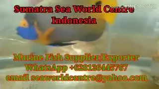 Looking for marine fish wholesaler
