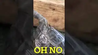 Baby Tortoise Gets Flipped on Its Back