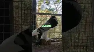 magpie pouter pigeon sale@KamathTechGuru