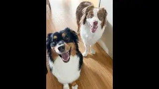 Potter Brook Australian Shepherds Gallery 2022